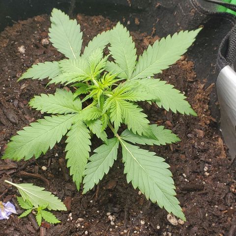 Princess Diane growlog timeline photo