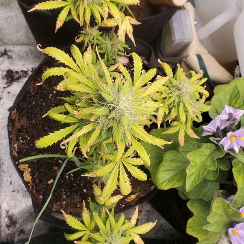 Clementine growlog timeline photo
