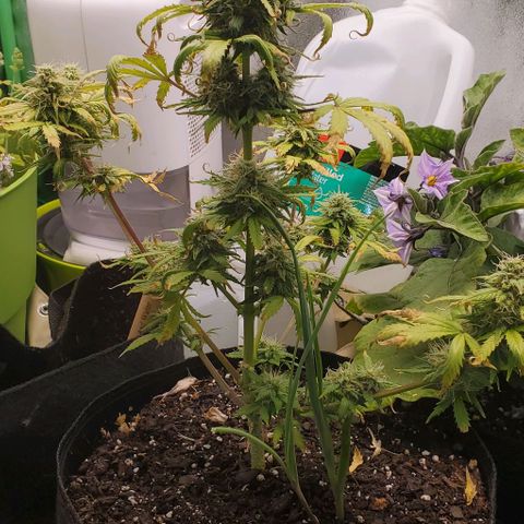 Clementine growlog timeline photo