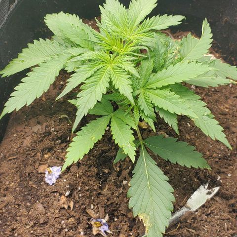 Princess Diane growlog timeline photo