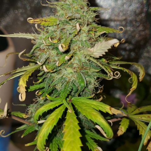 Clementine growlog timeline photo