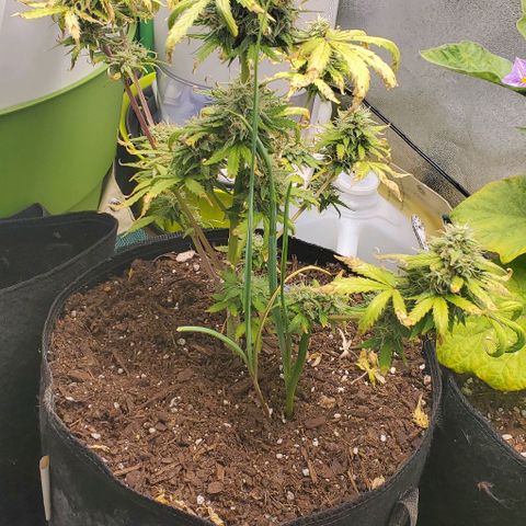 Clementine growlog timeline photo