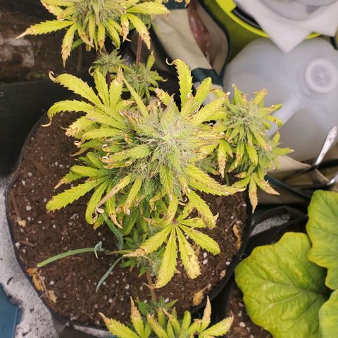 Clementine growlog timeline photo