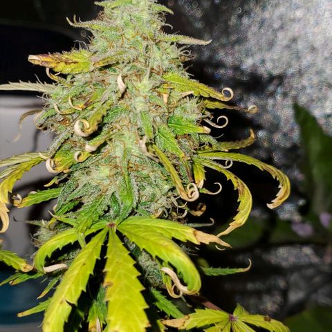 Clementine growlog timeline photo