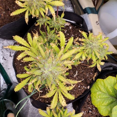 Clementine growlog timeline photo