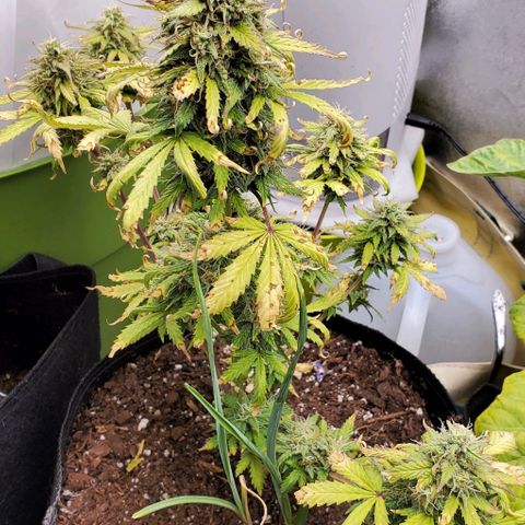 Clementine growlog timeline photo