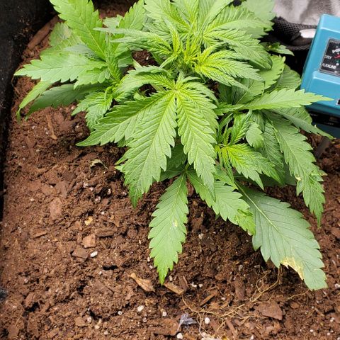 Princess Diane growlog timeline photo
