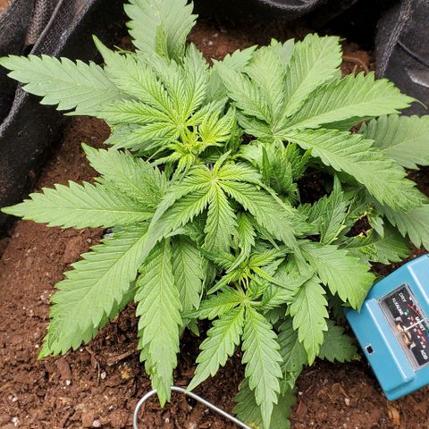 Princess Diane growlog timeline photo