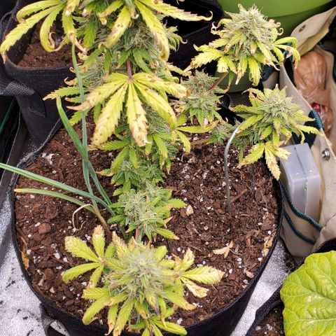Clementine growlog timeline photo