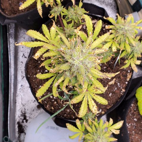 Clementine growlog timeline photo