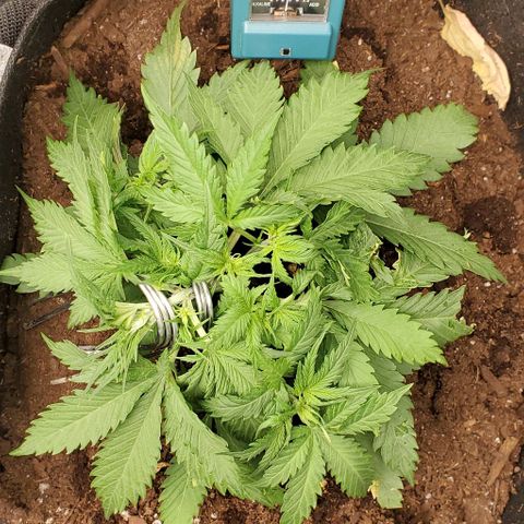 Princess Diane growlog timeline photo