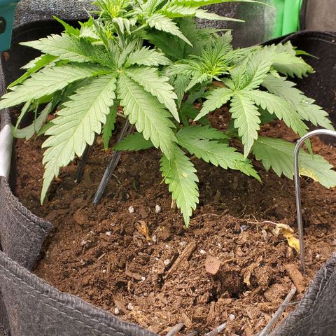 Princess Diane growlog timeline photo