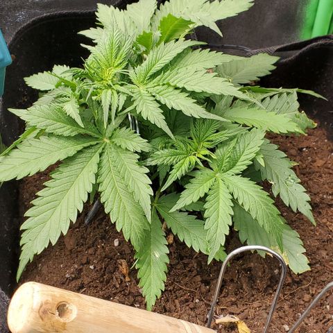 Princess Diane growlog timeline photo