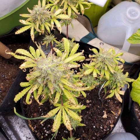 Clementine growlog timeline photo