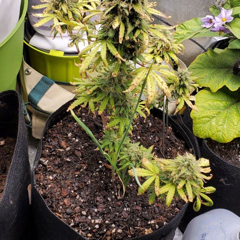 Clementine growlog timeline photo