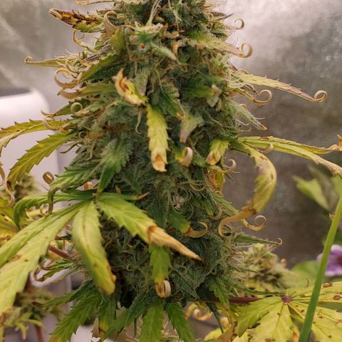 Clementine growlog timeline photo
