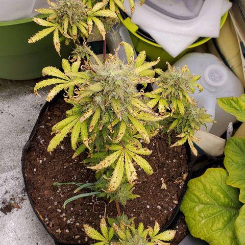 Clementine growlog timeline photo