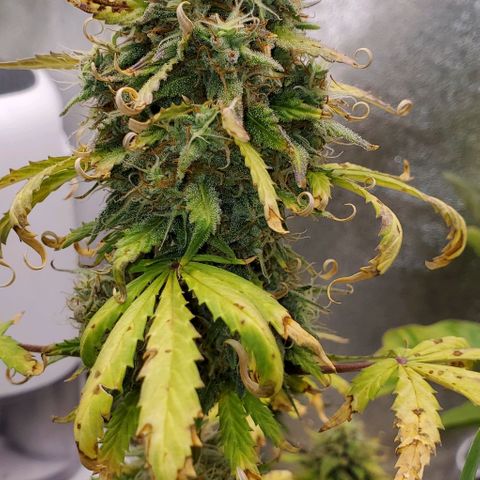 Clementine growlog timeline photo