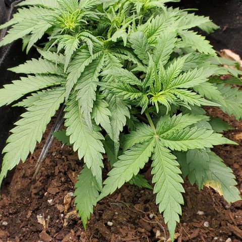 Princess Diane growlog timeline photo