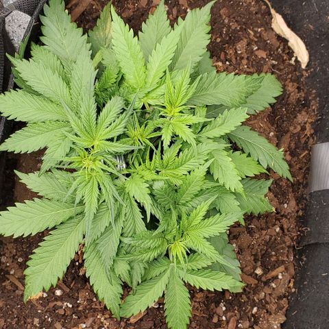 Princess Diane growlog timeline photo