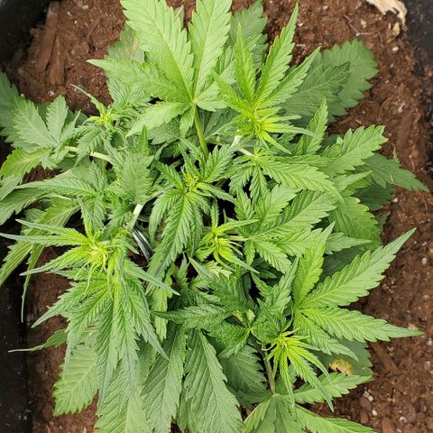 Princess Diane growlog timeline photo