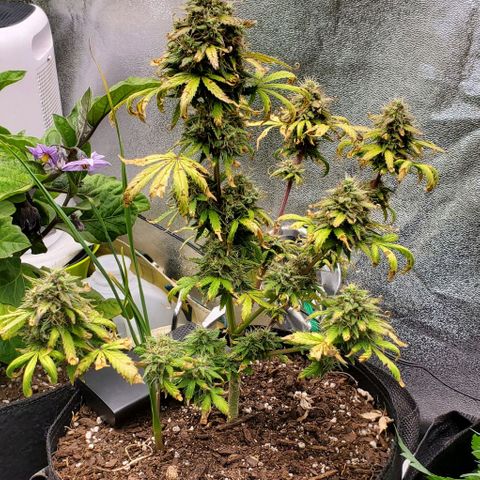 Clementine growlog timeline photo