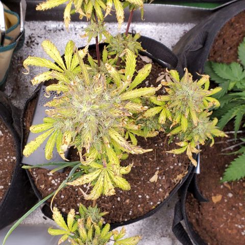 Clementine growlog timeline photo
