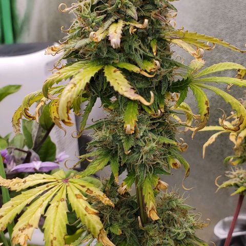 Clementine growlog timeline photo