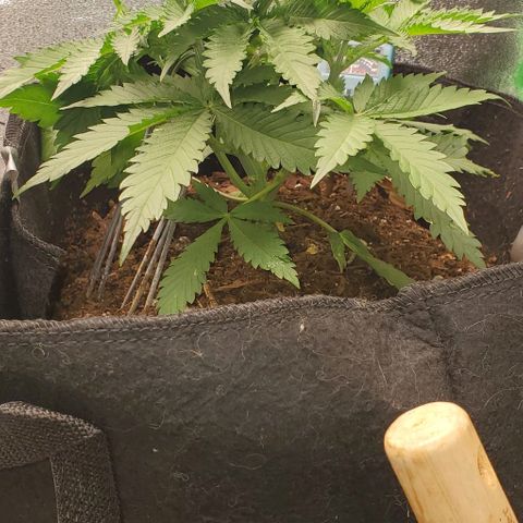 Princess Diane growlog timeline photo