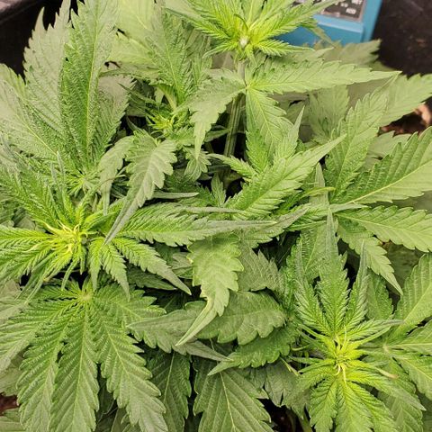 Princess Diane growlog timeline photo