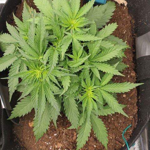 Princess Diane growlog timeline photo