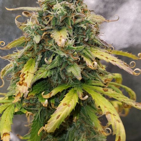 Clementine growlog timeline photo