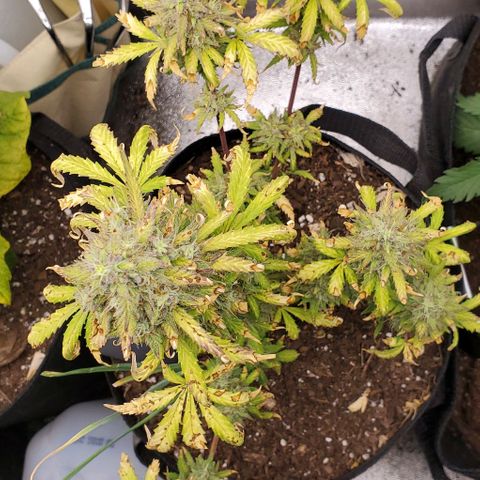 Clementine growlog timeline photo
