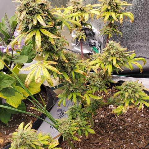 Clementine growlog timeline photo