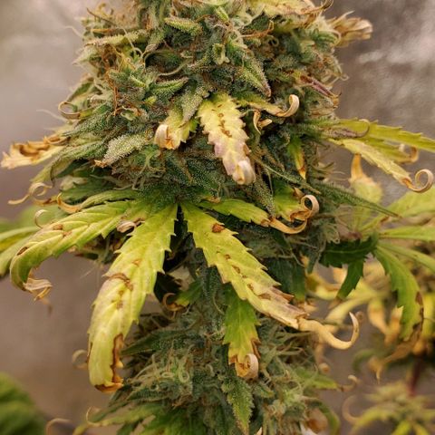 Clementine growlog timeline photo