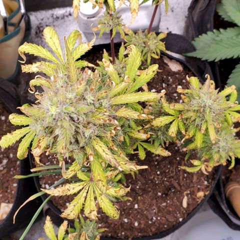 Clementine growlog timeline photo