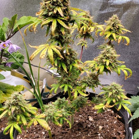 Clementine growlog timeline photo