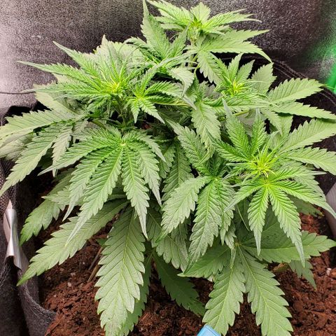 Princess Diane growlog timeline photo