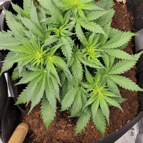 Princess Diane growlog timeline photo