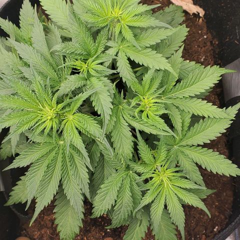 Princess Diane growlog timeline photo