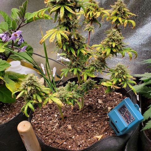 Clementine growlog timeline photo