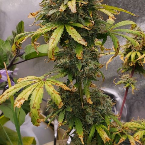 Clementine growlog timeline photo