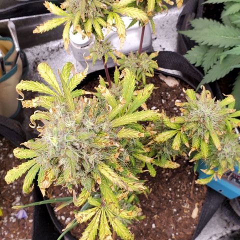 Clementine growlog timeline photo