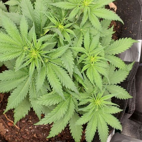 Princess Diane growlog timeline photo