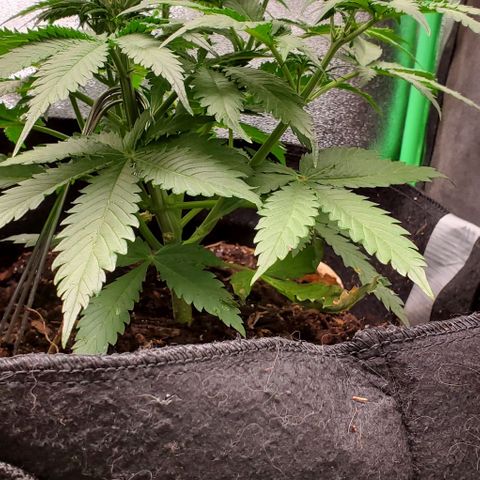 Princess Diane growlog timeline photo