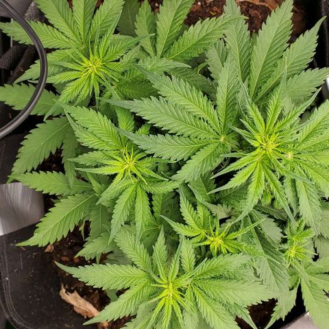 Princess Diane growlog timeline photo