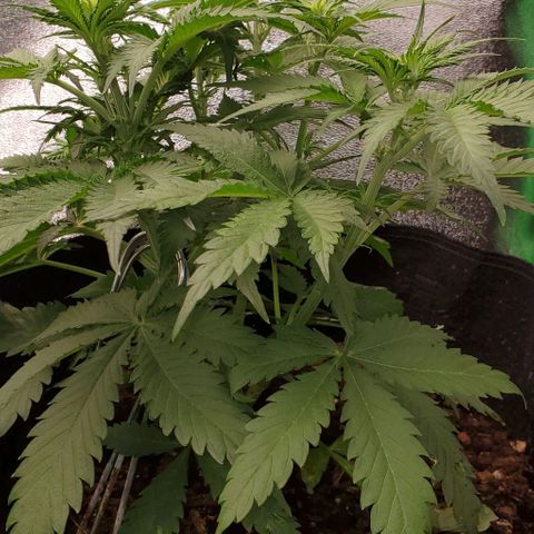 Princess Diane growlog timeline photo