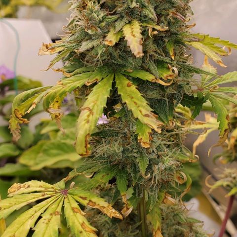 Clementine growlog timeline photo