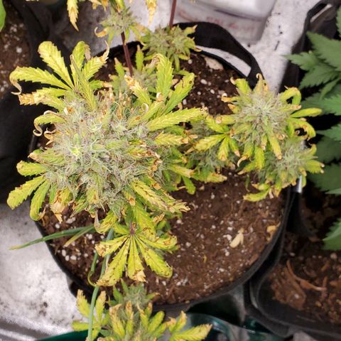 Clementine growlog timeline photo