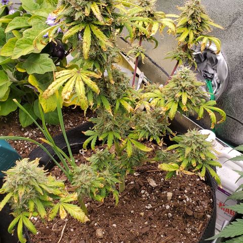 Clementine growlog timeline photo